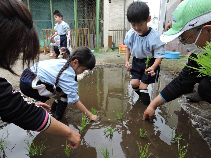 写真 田植えをする園児