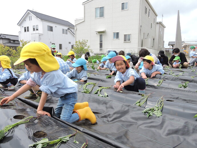 写真 芋苗をする園児