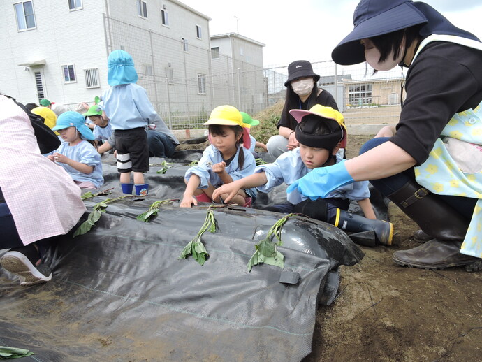 写真 芋苗をする園児