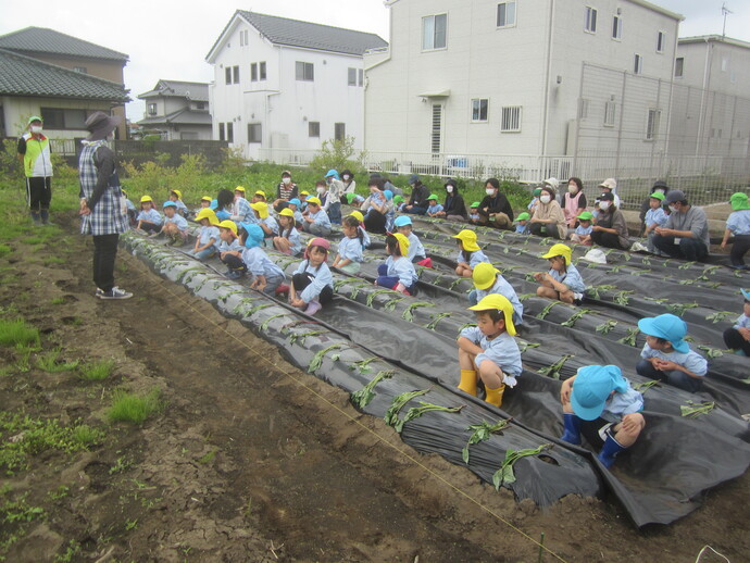 写真 芋畑で話を聞く園児たち