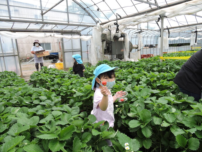 写真 いちごをとる園児