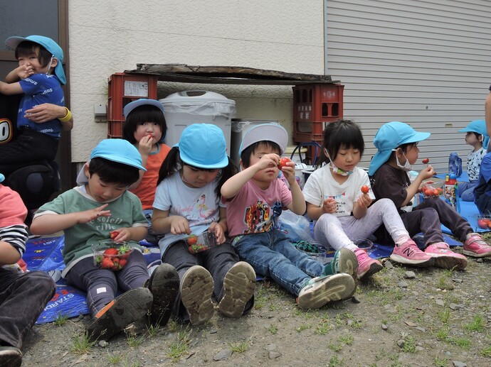 写真 いちごを食べる園児