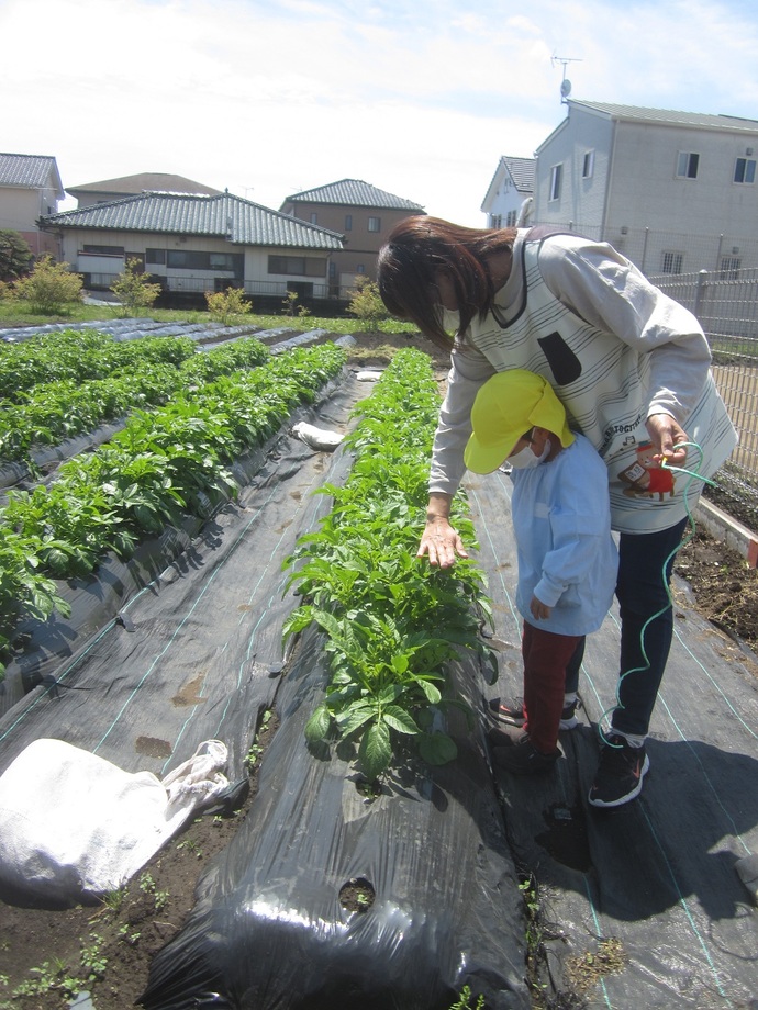 写真 ジャガイモ畑の園児