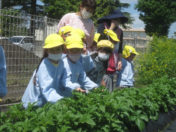 写真 ジャガイモ畑の年長児