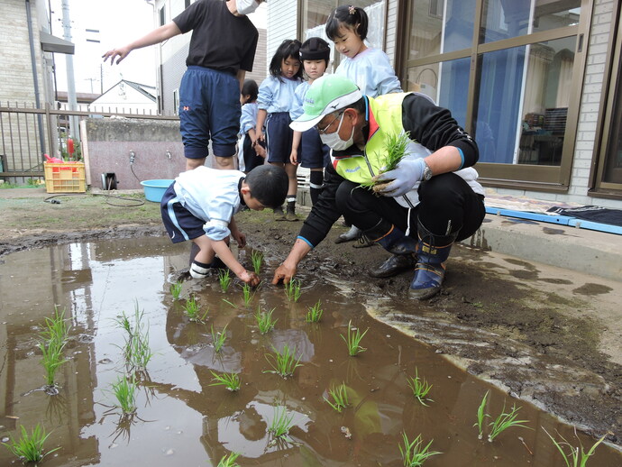 写真 田植えをする園児