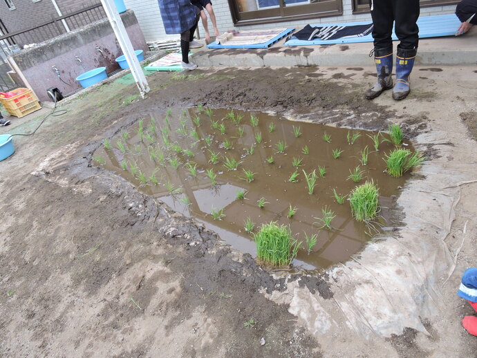 写真 田植えが完了した田んぼ