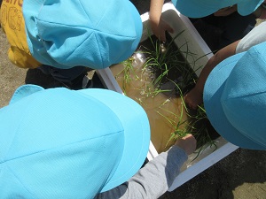 写真：田植え