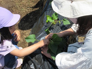 写真：芋苗植え