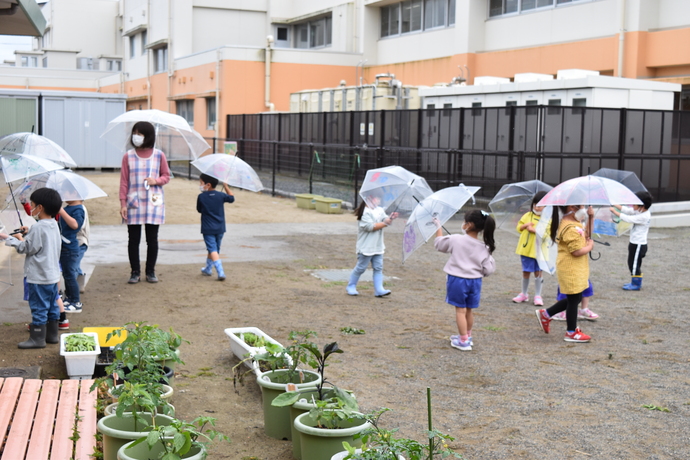 園児が雨の中を散歩している