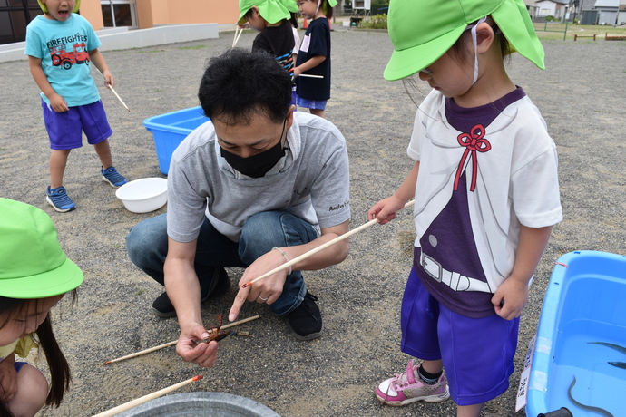 ザリガニを見ている園児と講師