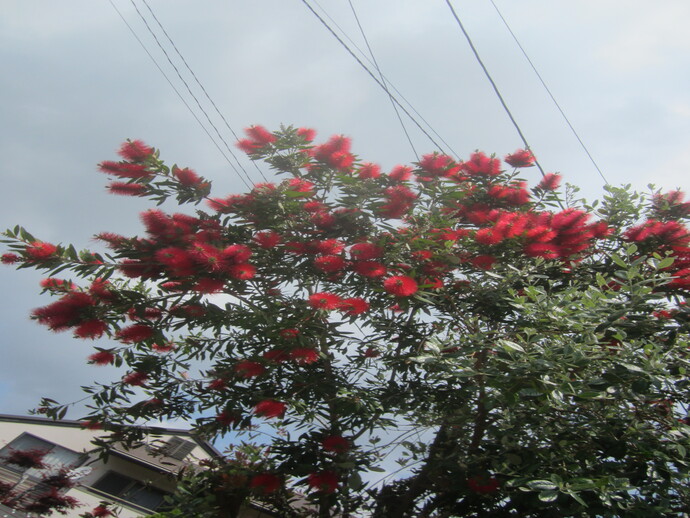 写真 花のついた木