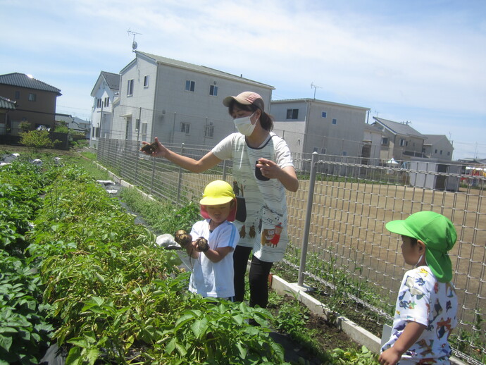 写真 ジャガイモ試しほりをした幼児