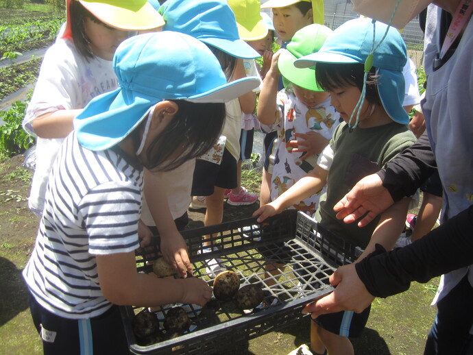 写真 ジャガイモを見る幼児たち