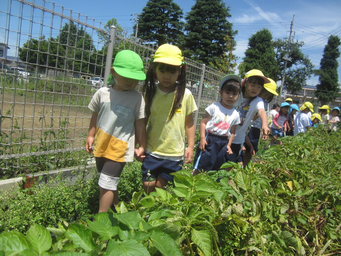 写真 畝をあるく幼児