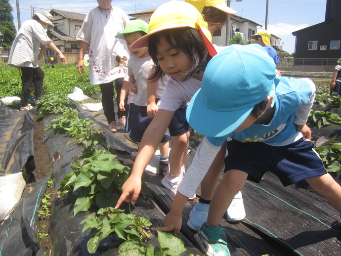 写真 ハートの葉っぱを見つける幼児