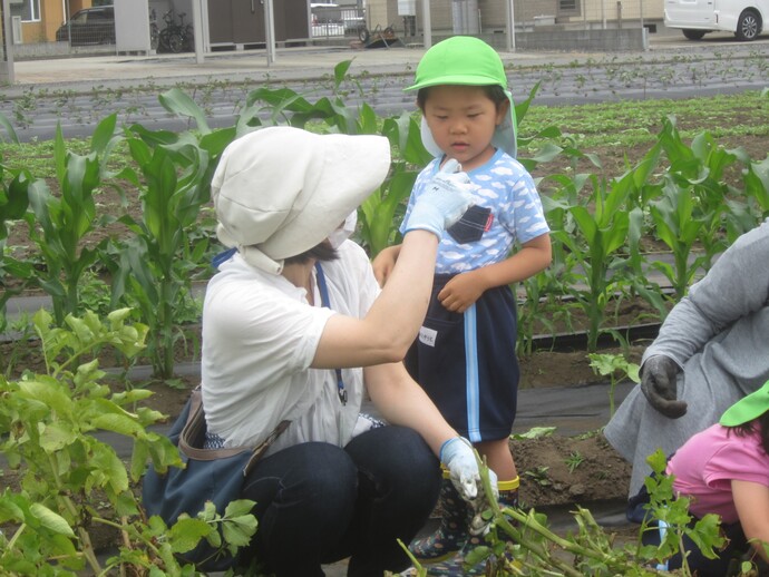 写真 親子で掘る3歳児