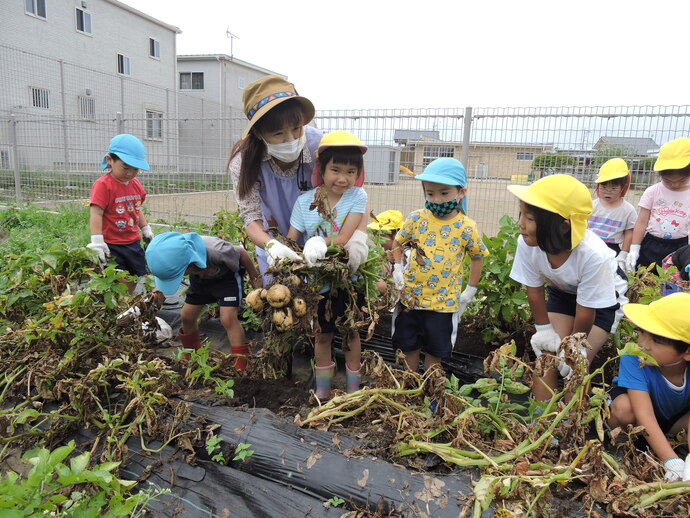 写真 ジャガイモを掘る幼児