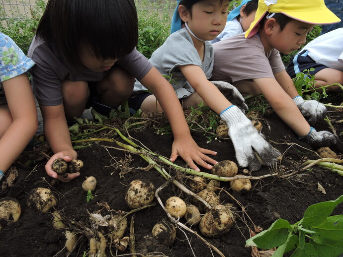 写真 ジャガイモを掘る幼児