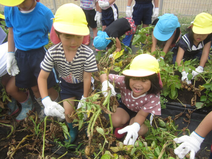 写真 ジャガイモ掘りをする幼児