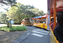 写真 周遊電車にのる園児