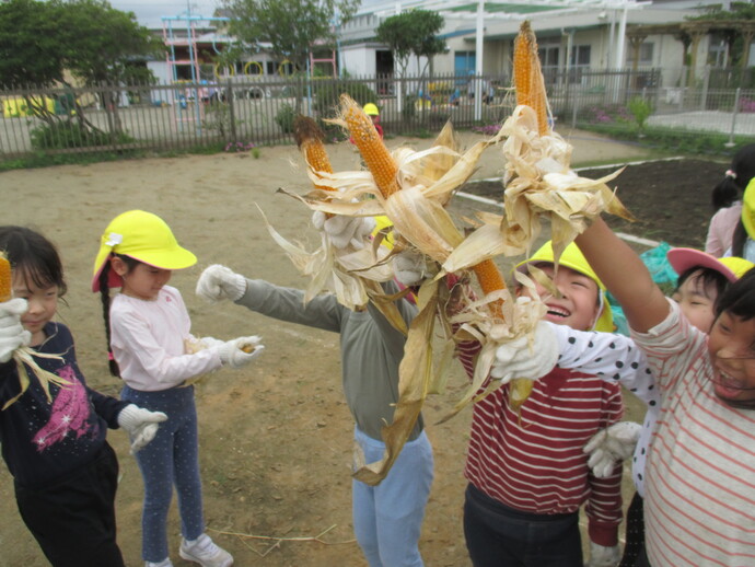 写真 ポップコーンの皮むきの様子