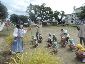 写真：稲刈り