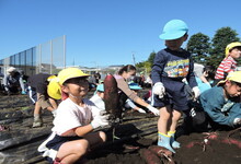 写真 大きな芋を見つけた女児