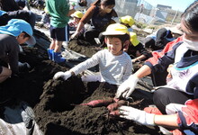 写真 芋をほる男児