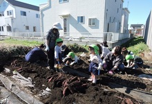 写真 たくさん掘れた芋を見つめる幼児