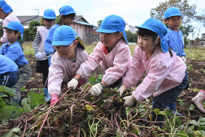 三人の女の子が芋のツルを引っ張っている。