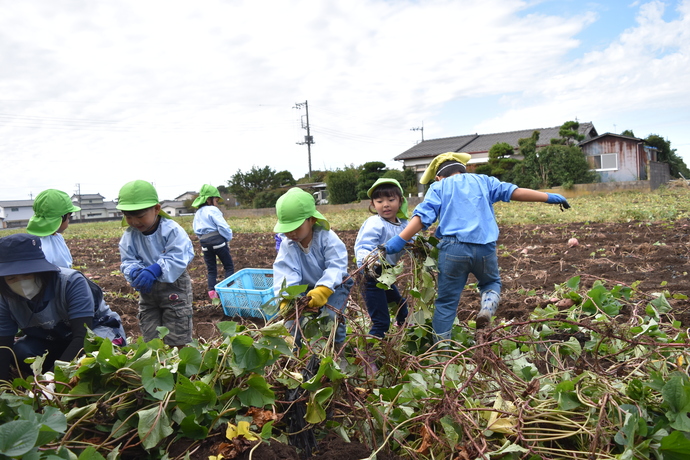 芋のツルで綱引きをする子ども達