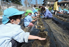 写真 畝に種芋を入れる幼児