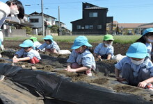 写真 種芋を穴に入れる幼児