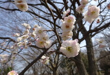 写真 梅の花