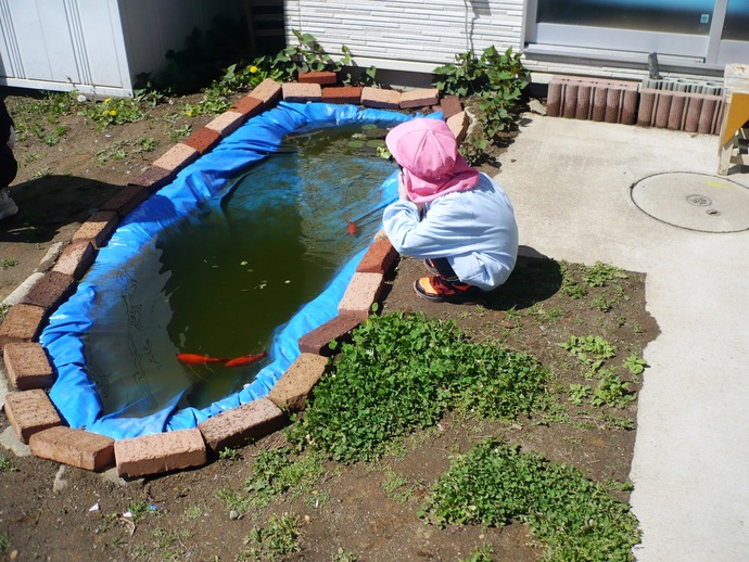 池の金魚が大好きな園児の写真