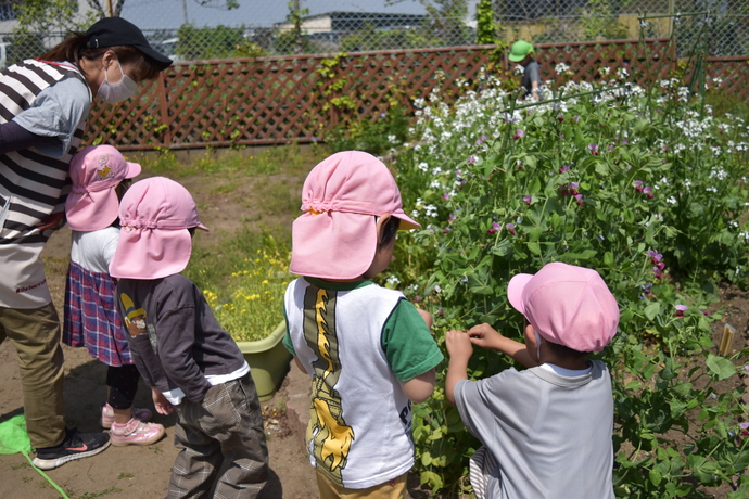 絹さやを探す園児たち