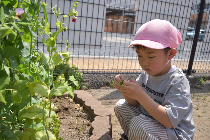 絹さやをじっと見つめる園児