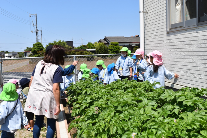 じゃがいもの畑を見る園児たち