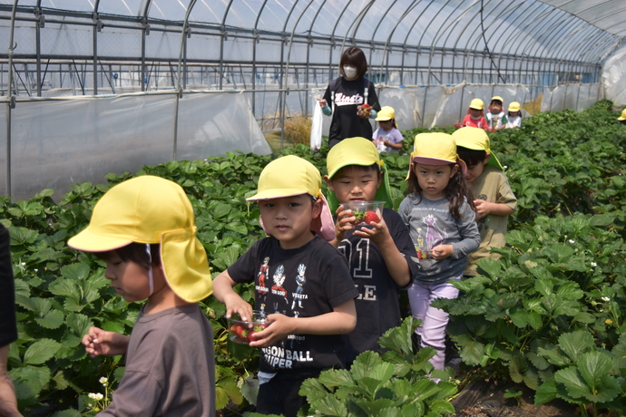 収穫したいちごを持って畝の間を歩く園児