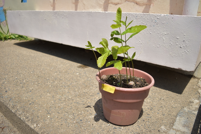 植木鉢から生えたクヌギ