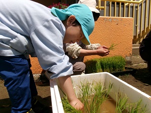 写真:田植え