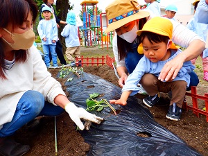 写真：芋苗植え