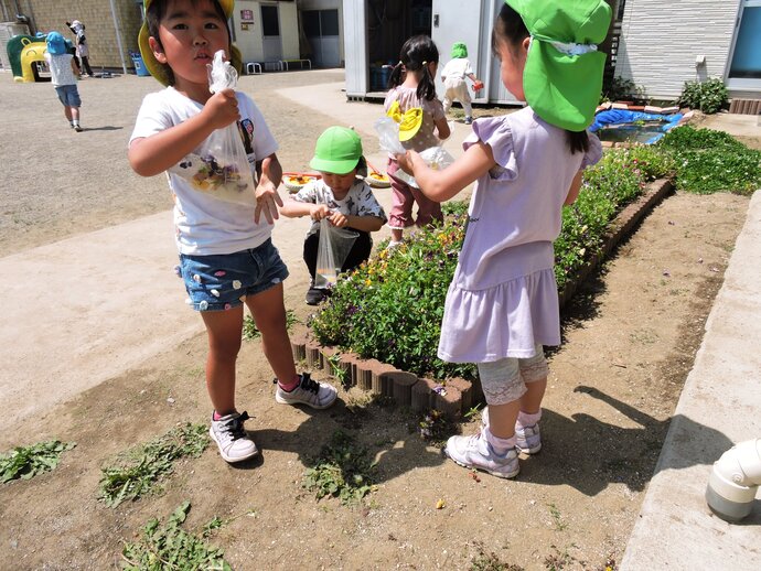 色水の基本、花びらから色を抽出するうさぎさんの写真