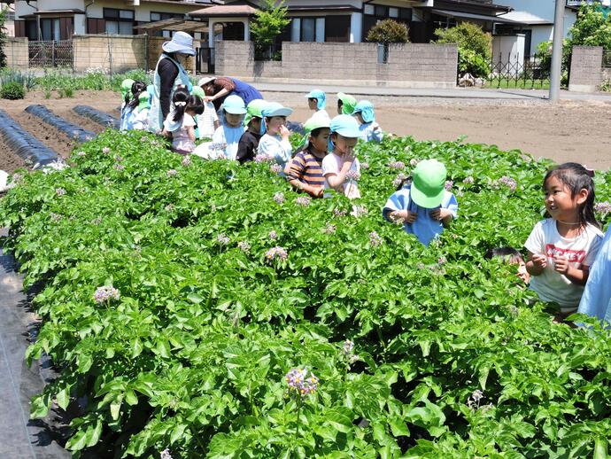 大きく育ったじゃがいもの中を歩く園児たちの写真