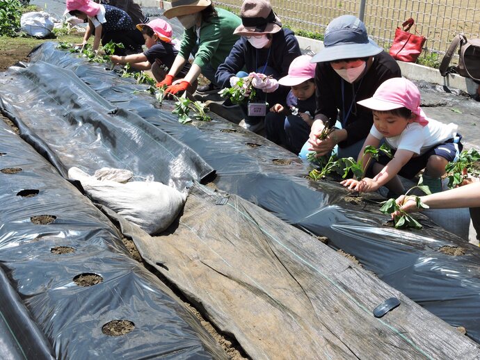 お家の人と一緒に苗植えをするひよこさんの写真