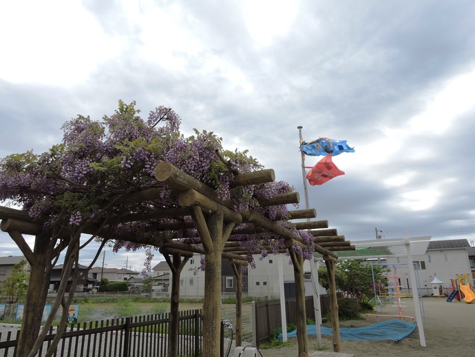 園庭の満開の藤の花と香る風にそよぐこいのぼりの写真