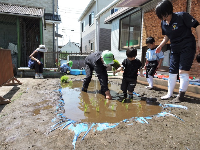 園長先生に導かれて田植えに挑戦している写真