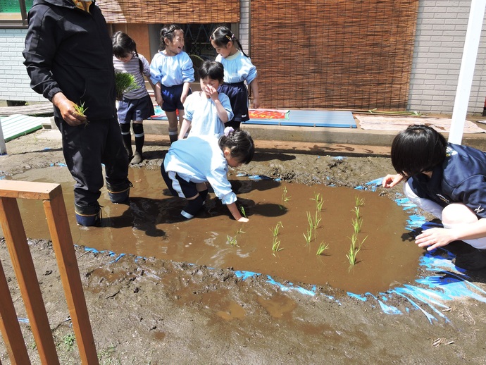 園児が一人で植えている様子の写真