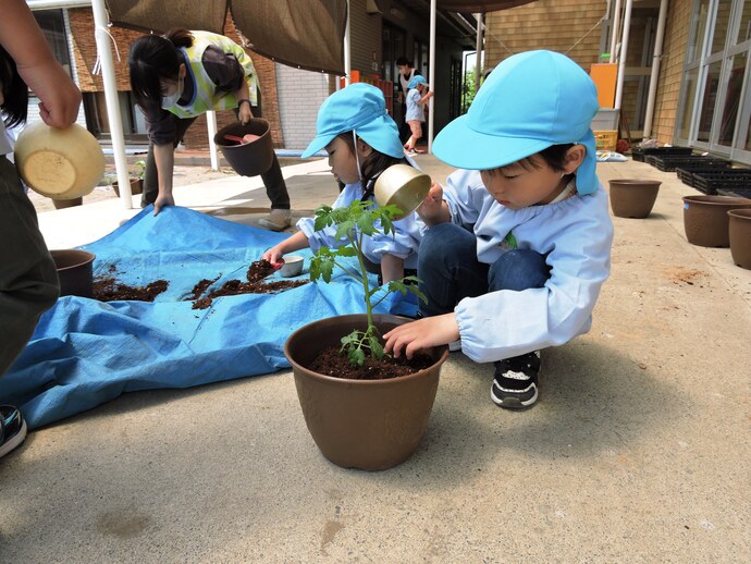 トマトの苗を植えているぞうさん