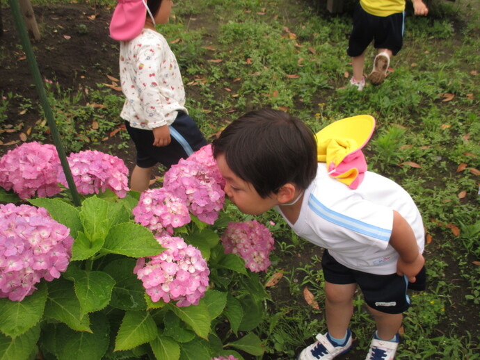 ピンクのアジサイの匂いを嗅ぐひよこさんの写真